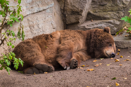 Sleeping grizzly bear brown fur tired fluffyの写真素材
