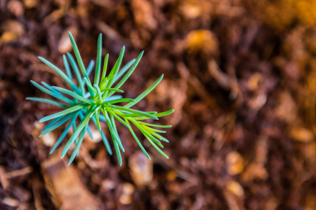 Germling of giant sequoia brown soil green leafsの写真素材