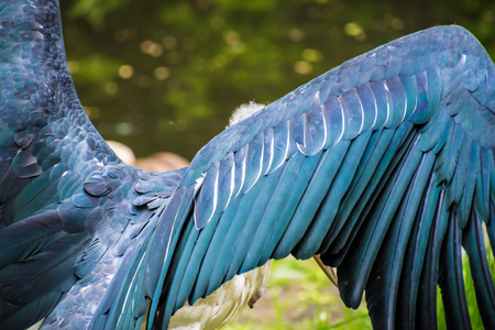 Wings of Vulture bird ugly blue feathersの写真素材