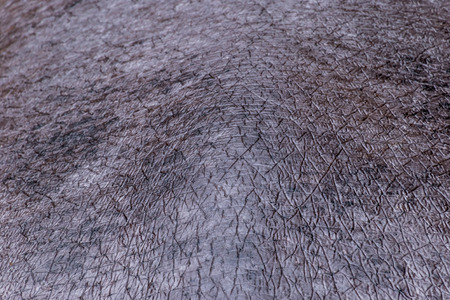 Thick purple skin of hippo hipopotamus wildlifeの写真素材
