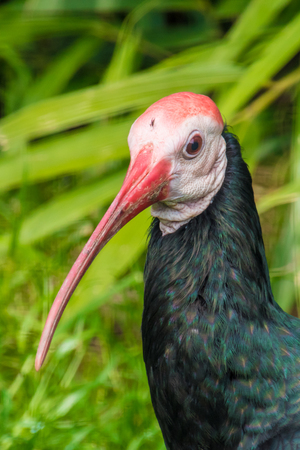 Exotic bird with long red beak and dark feathersの写真素材