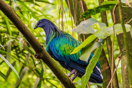 Jungle bird with purple, blue, green shining feathersの写真素材