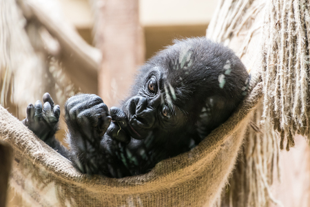Black baby gorilla monkey lying in netの写真素材
