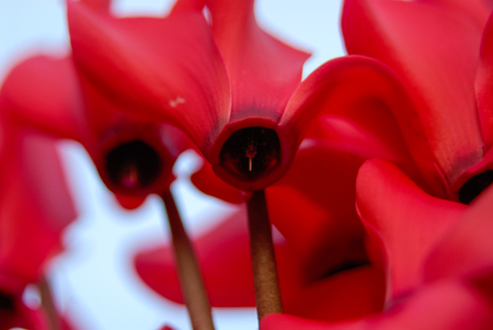 Abstract red flower plant blossom upwards perspectiveの写真素材