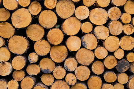 Cut down wood trunks stacked on each other in forestの写真素材