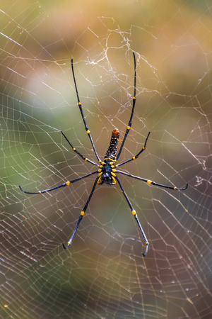 Black and yellow poisonous tropical spider in jungleの写真素材