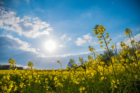 Fop perspective of rape meadow yellow blossoms sunlight springの写真素材