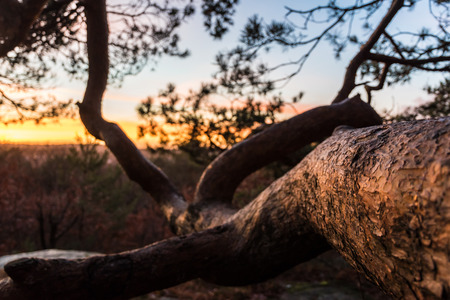 Orange Sky during sunset with branch horizontallyの写真素材