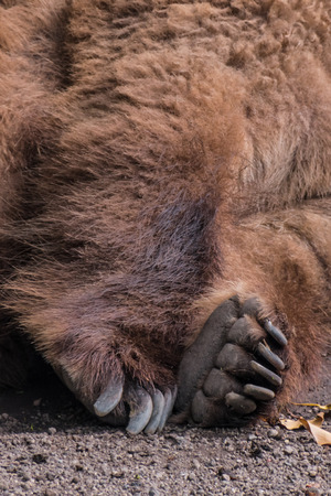 Paw of sleeping grizzly bear brown fur tired fluffyの写真素材