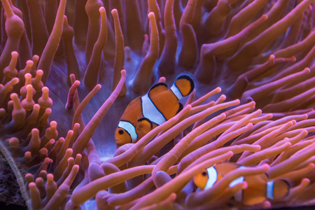 Anemone clown fish orange and white stripesの写真素材