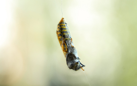 Wasp yellowjacket cought in spider web yellowの写真素材