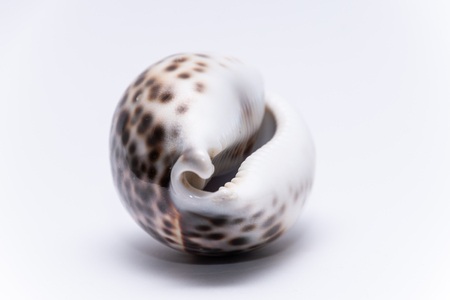 Big tropical sea shell tropics ocean colorful musselの写真素材