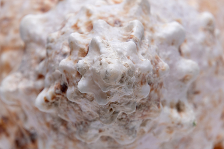 Big tropical sea shell tropics ocean colorful mussel crabの写真素材