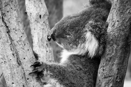 Black and white of koala bear in Australia sleeping in tree holding himself with his black long clawsの写真素材