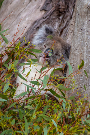 Wild koala bear sleeping in tree behind leafs in Western Australiaの写真素材