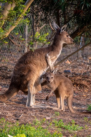 Wild kangaroo mother and joey in West Australiaの写真素材