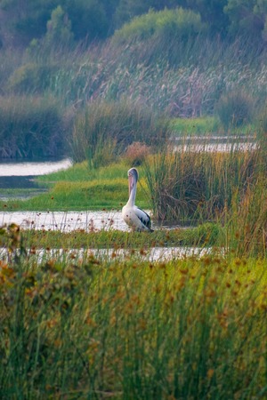 Wild pelican fishing in lake inside Yanchep National Park in West Australiaの写真素材