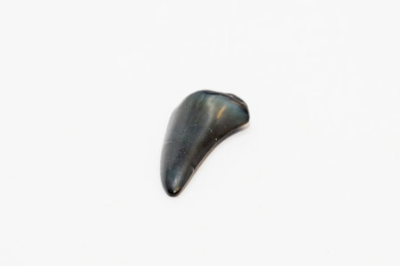 Shark tooth black sharp and old and petrified fossil found at beach