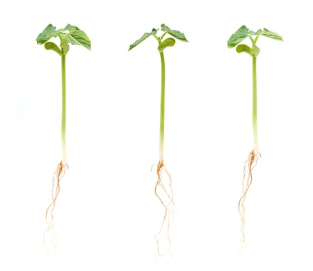 Soybean sprout isolatedの写真素材