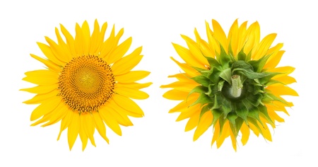 sunflowerの写真素材