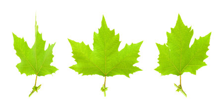 Maple leaves isolated