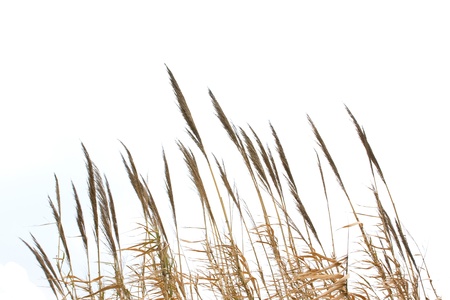 Reedsの写真素材
