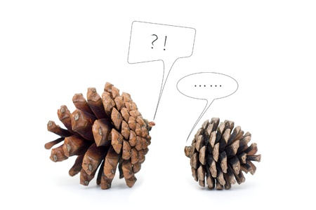 Pinecone Dialogue の写真素材