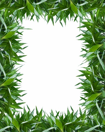 Bamboo leaves frame backgroundの写真素材
