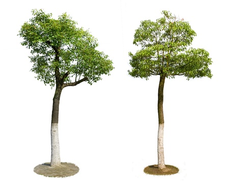 Green treesの写真素材
