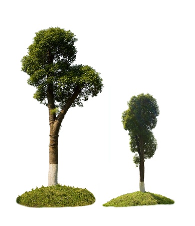 Green treesの写真素材