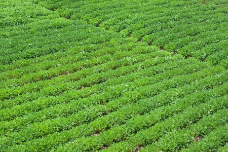 Peanuts fieldの写真素材