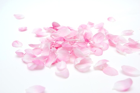  Petalsの写真素材