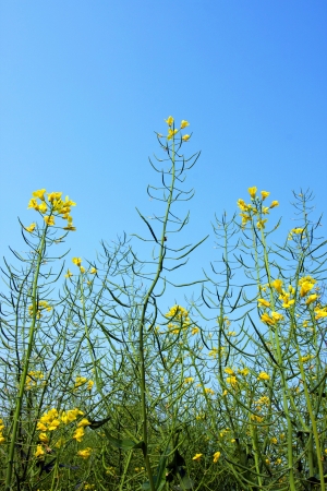 Rapeseed flower fieldの写真素材