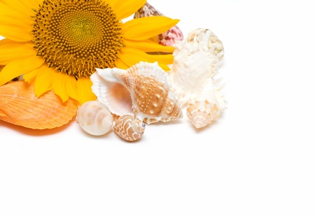 Sunflower and Conchの写真素材