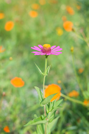Spring flowerの写真素材