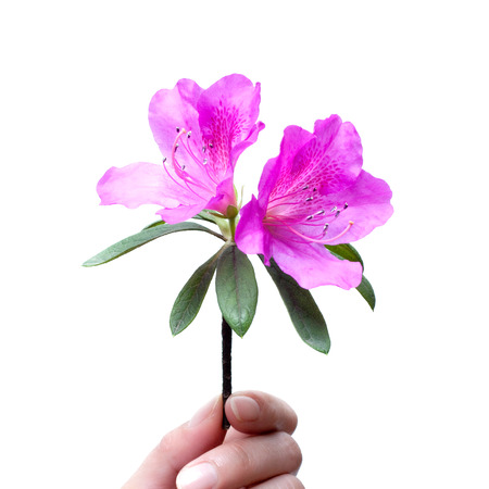 Holding azalea flower isolated on whiteの写真素材
