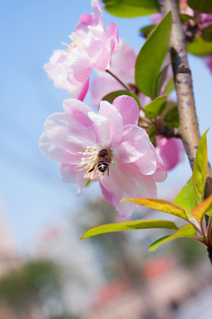 Malus halliana flower in spring の写真素材