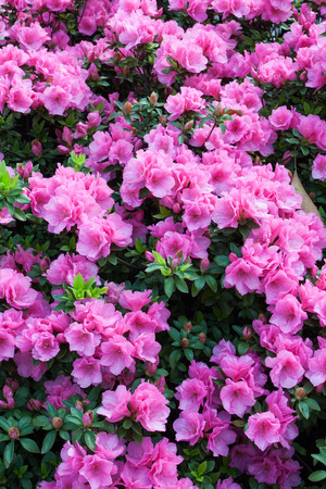 Pink Rhododendron flowersの写真素材