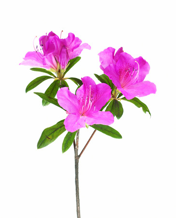 Azalea flower isolated on whiteの写真素材