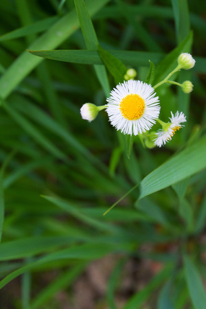 Dandelion flower close-up in the parkの写真素材