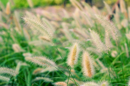 Green Setaria in the parkの写真素材