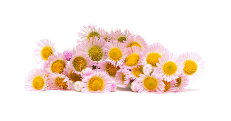 Daisy flower isolated on white backgroundの写真素材
