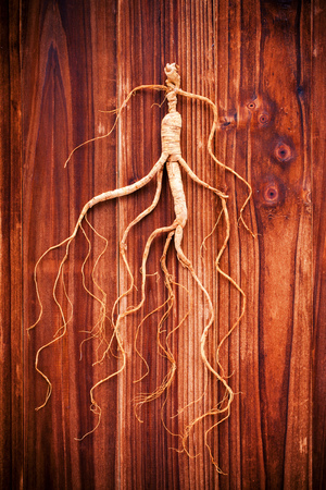 Dry ginseng on wooden background- Concept of traditional Chinese medicineの写真素材