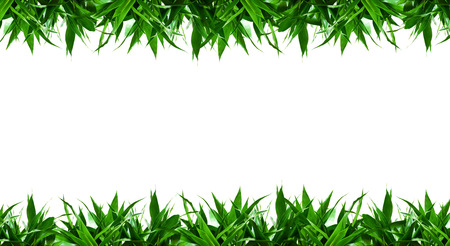 Bamboo leaves frame background isolated on whiteの写真素材