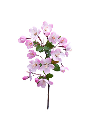 Blooming peach blossom in spring isolated on white backgroundの写真素材