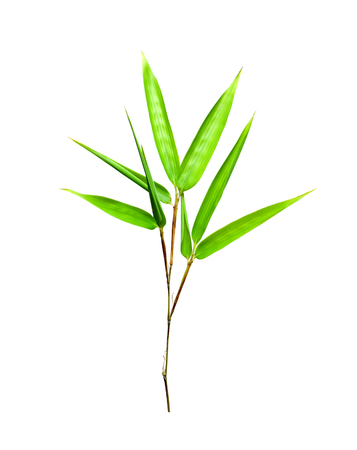 Bamboo leaves isolated on white backgroundの写真素材