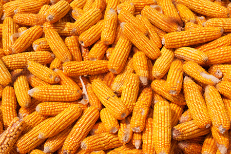 Corn harvest backgroundの写真素材