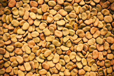 Dry broad beans background