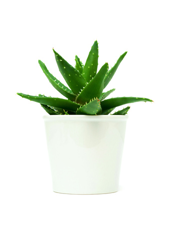 Growth of aloe vera in the flowerpot isolated on white backgroundの写真素材