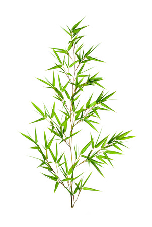 Bamboo leaves isolated on white backgroundの写真素材